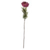 Autumn Spider Chrysanthemum - Image 5