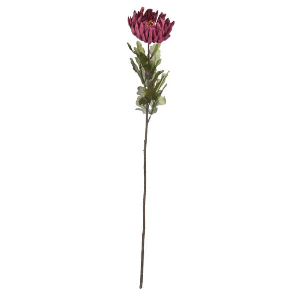 Autumn Spider Chrysanthemum - Image 5