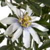 Passion Flower Spray - Image 5