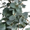 Variegated Eucalyptus - Image 5