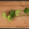 Green Viburnum Spray - Image 2