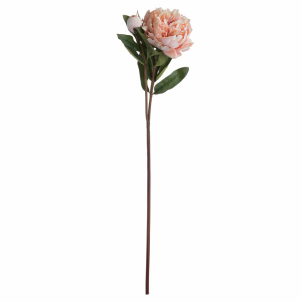 Peach Peony Rose - Image 4