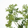 Faux Cow Parsley Ammi - Image 5