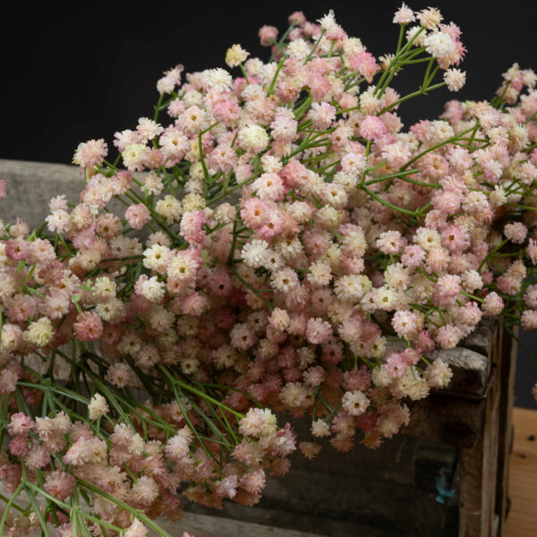 Pink Babys Breath Gypsophilia - Image 2