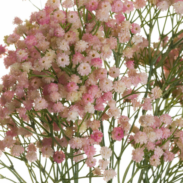 Pink Babys Breath Gypsophilia - Image 5
