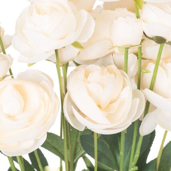 Cream Ranunculus - Image 2