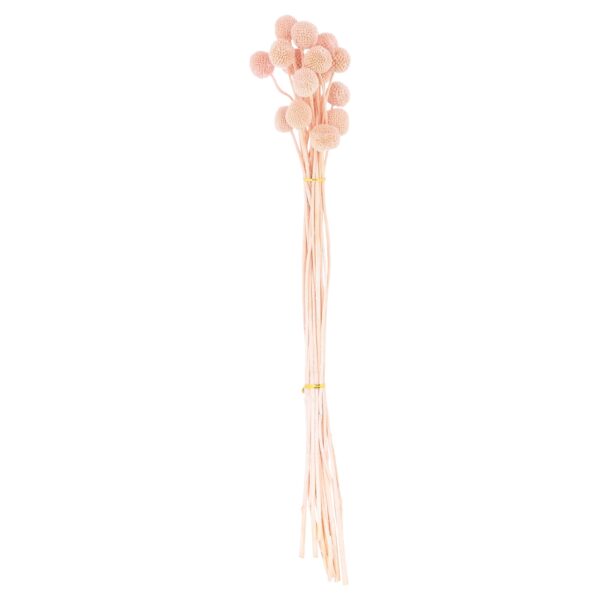 Dried Mauve Billy Ball Bunch Of 20 - Image 2