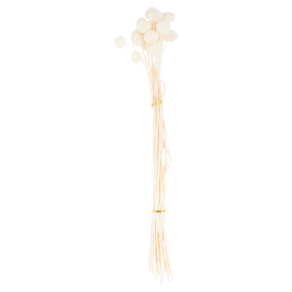 Dried White Billy Ball Bunch Of 20 - Image 2