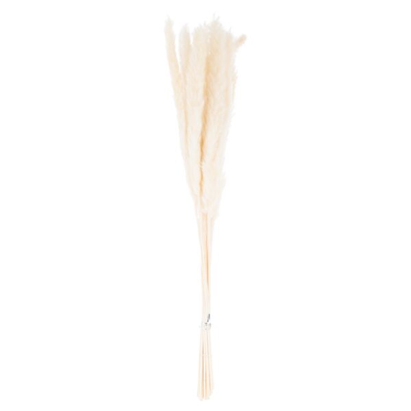 Mini White Pampas Grass Bunch Of 15 - Image 2