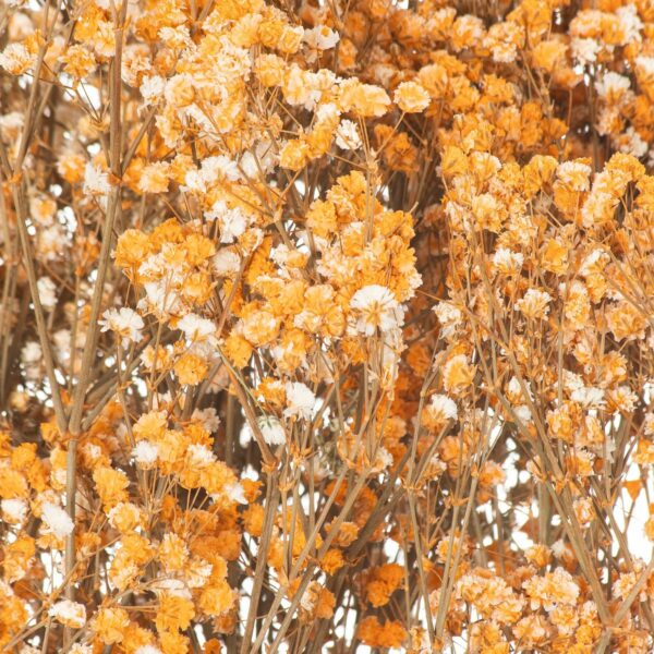 Dried Orange Babys Breath Bunch - Image 2