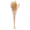 Dried Orange Babys Breath Bunch - Image 3