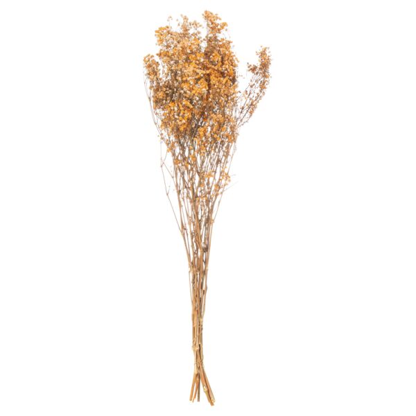 Dried Orange Babys Breath Bunch - Image 3