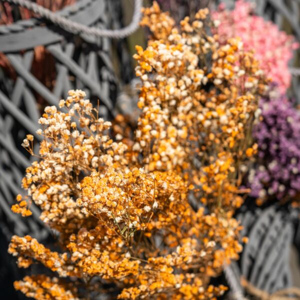Dried Orange Babys Breath Bunch - Image 4