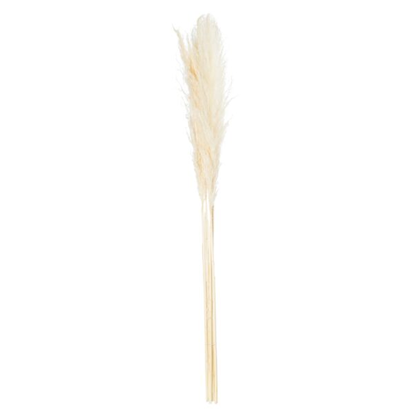 Cream Pampas Grass Stem - Image 2