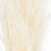 Cream Pampas Grass Stem - Image 3