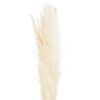 Cream Pampas Grass Stem - Image 5