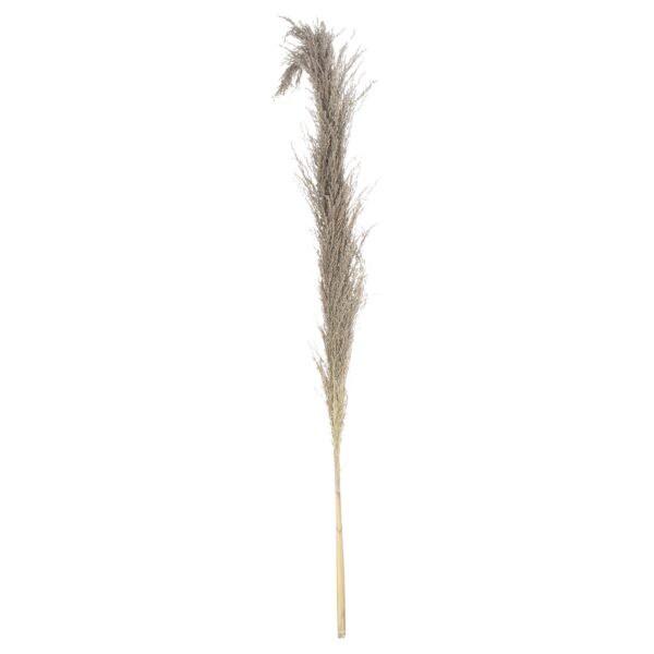 Natural Pampas Grass Stem - Image 2
