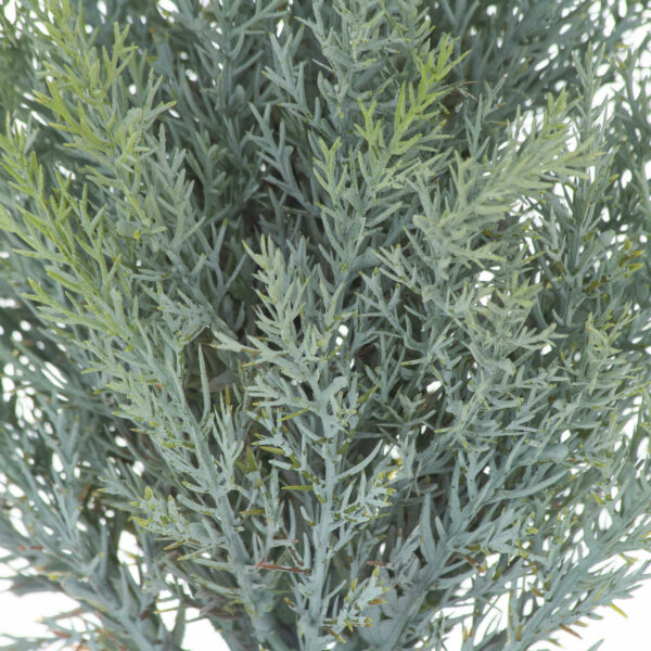 Squat Fir Tree In Stone Pot - Image 2