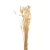 Bouquet Of Tall Bunny Tails - Image 2