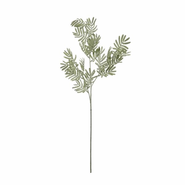 Silver Wattle Leaf - Image 4