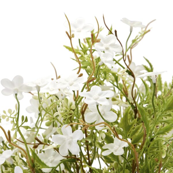 Italian White Bellflower - Image 3