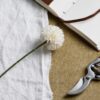 White Chrysanthemum - Image 2
