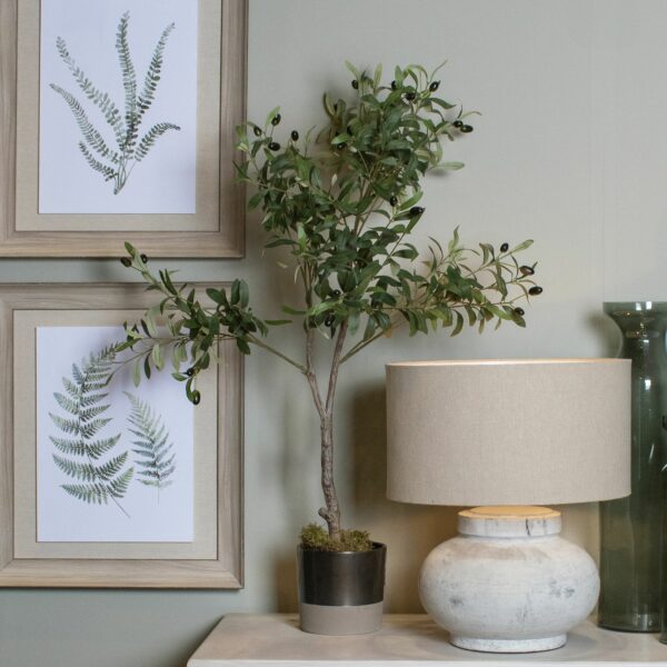 Calabria Small Olive Tree - Image 3