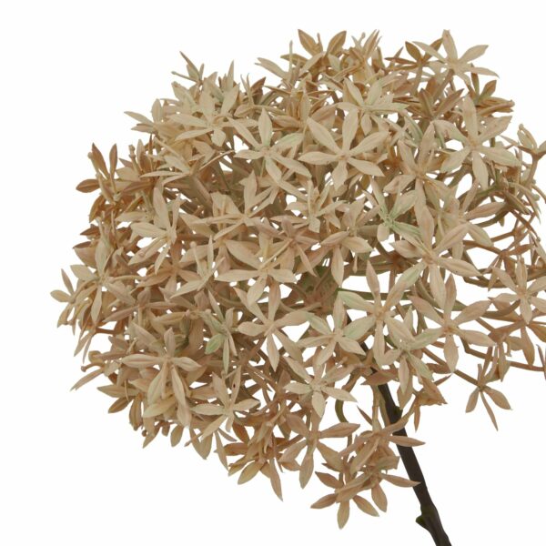 Coffee Allium - Image 2