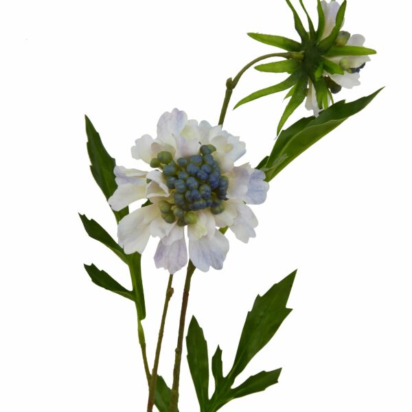Pale Blue Scabious Stem - Image 2