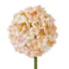 The Natural Garden Collection White & Apricot Allium - Image 2
