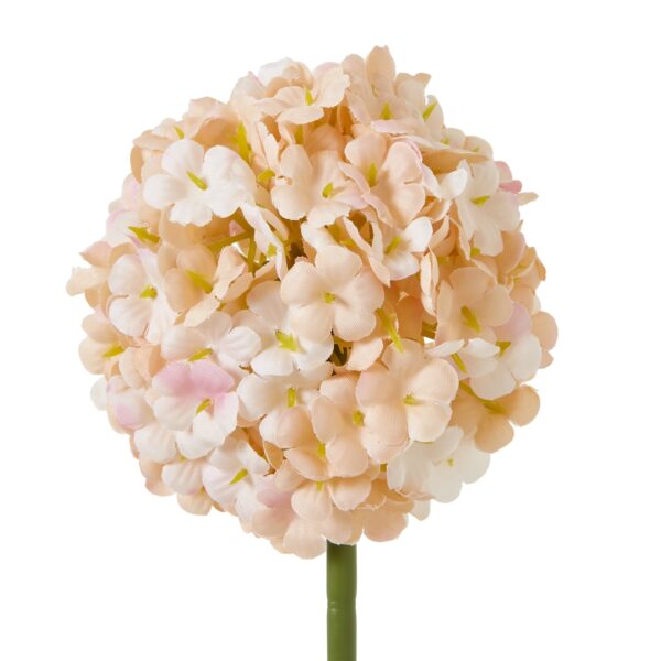 The Natural Garden Collection White & Apricot Allium - Image 2