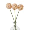 The Natural Garden Collection White & Apricot Allium - Image 3