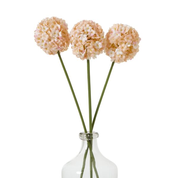 The Natural Garden Collection White & Apricot Allium - Image 3